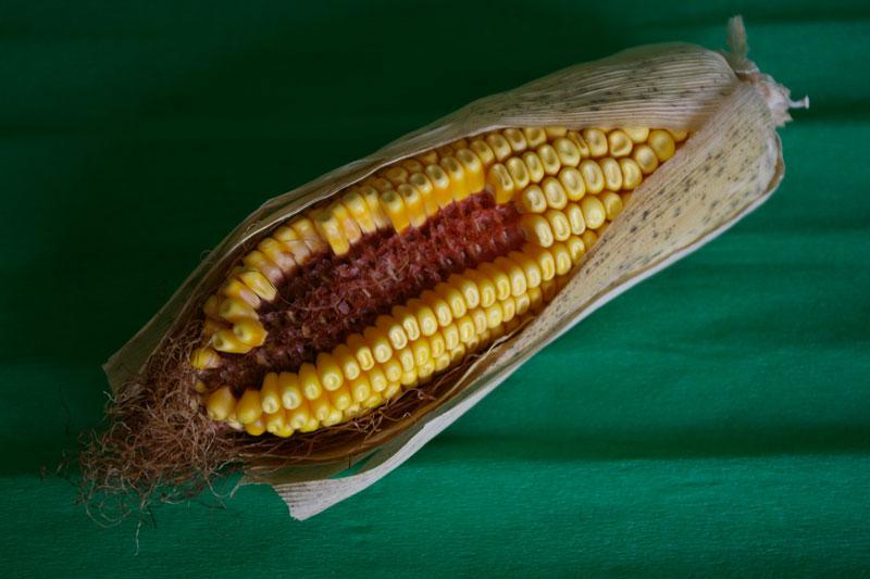 lexique Arrêtnature : Epi de maïs